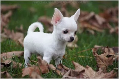 chihuahua carino e affascinante per ladozione