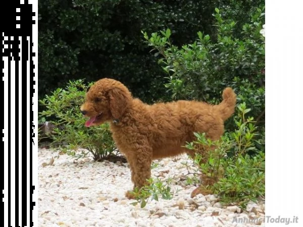 barboncini nani toy albicocca red