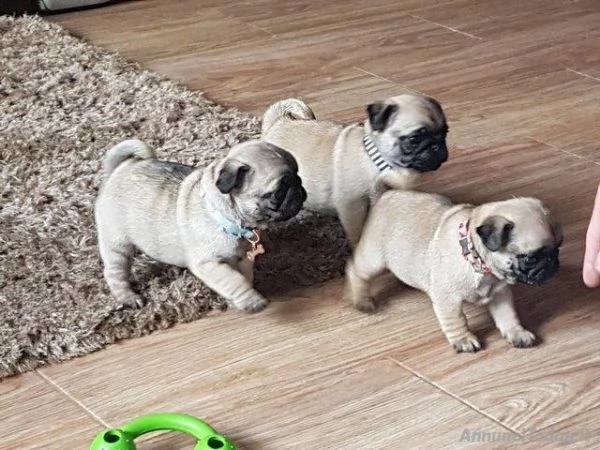 cuccioli di carlino disponibili