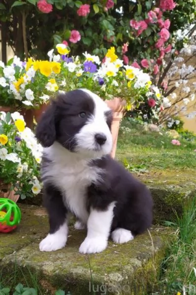 bearded collie cuccioli 