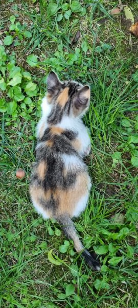 gattina | Foto 1