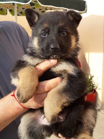 pastore tedesco cuccioli