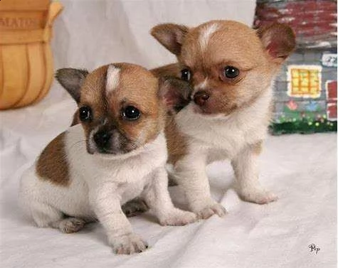 bellissimo cucciolo di pincher chiwawa mini mini toy tenerissimo purissimo