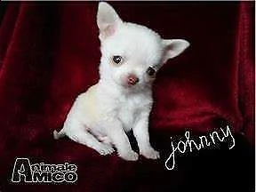 affettuosissimo cucciolo di volpino e chiwawa mini toy generosissimi 