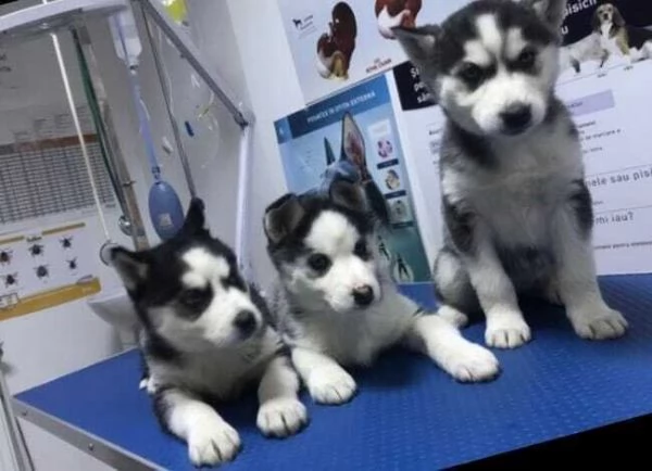 cuccioli di siberian husky et 55gg e consegnabili tra qualche gg per fine svezzamento