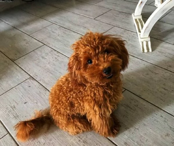 2 adorabili cuccioli barboncino nano da utilizzare
