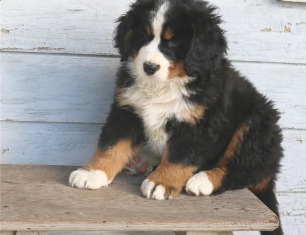 3 mesi pedigree bovaro del bernese | Foto 0