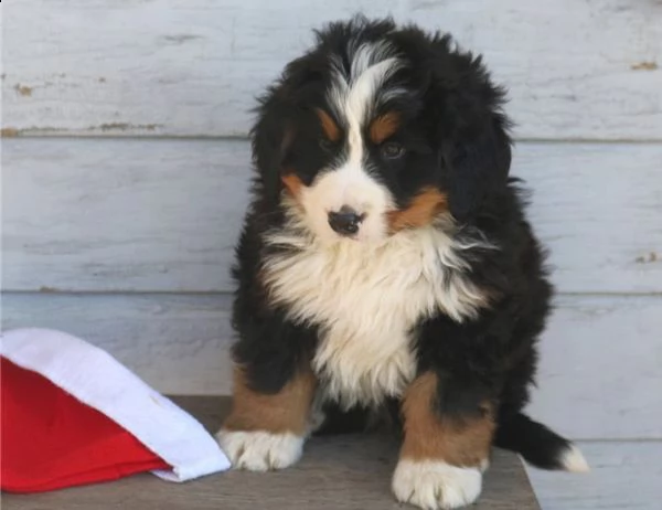 3 mesi pedigree bovaro del bernese
