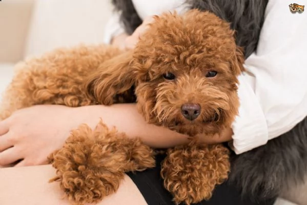 delizioso cuccioli barboncino nano da utilizzare 002