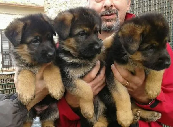 cuccioli pastore tedesco anche a pelo lungo il prestigioso nero focato 