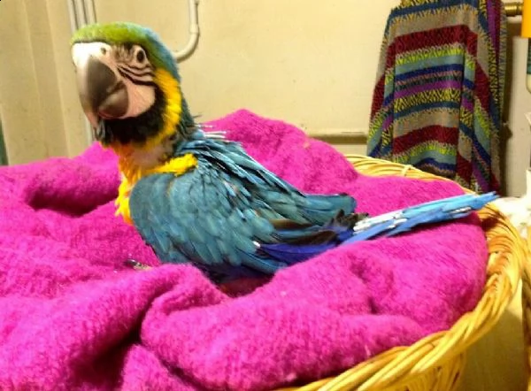 loquace pappagalli ara blu e oro per ladozione