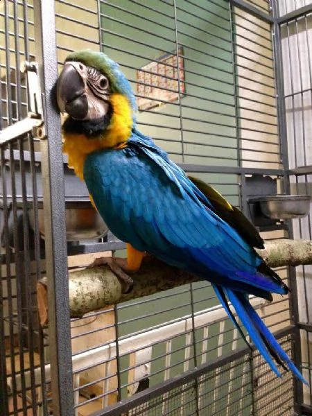 loquace pappagalli ara blu e oro per ladozione | Foto 0