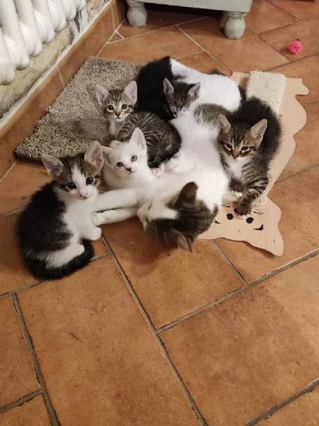 BELLISSIMI MICETTI CERCANO CASA | Foto 5