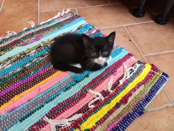 BELLISSIMI MICETTI CERCANO CASA | Foto 4
