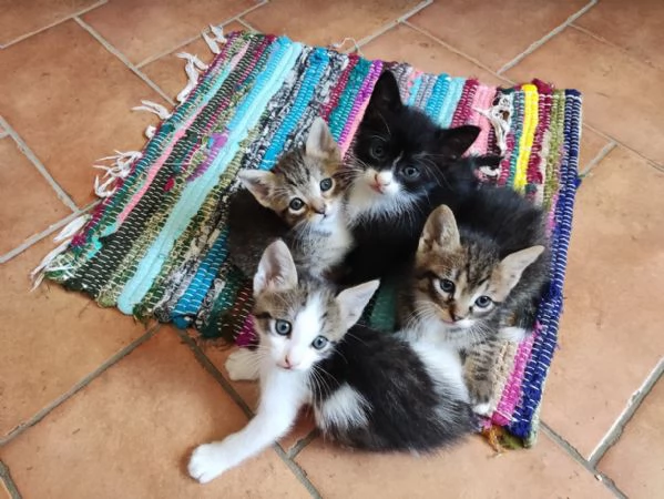 BELLISSIMI MICETTI CERCANO CASA