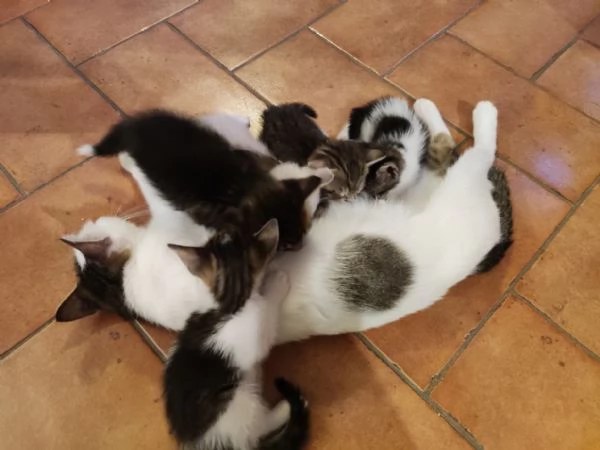 BELLISSIMI MICETTI CERCANO CASA | Foto 3