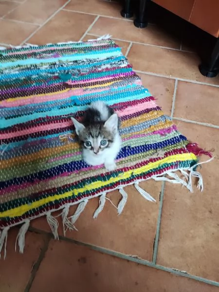 BELLISSIMI MICETTI CERCANO CASA | Foto 1