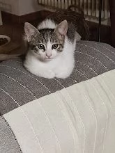 Micetta cerca casa | Foto 5