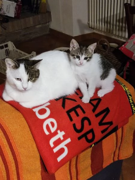 Micetta cerca casa | Foto 1