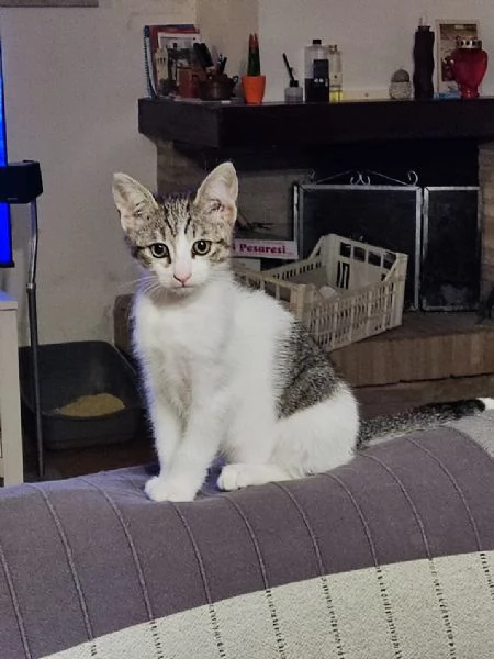 Micetta cerca casa | Foto 0