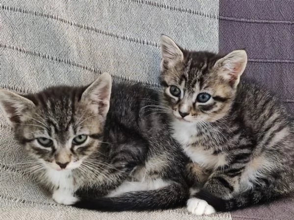 Bellissimi micetti  | Foto 6
