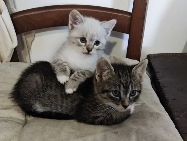 Bellissimi micetti  | Foto 5