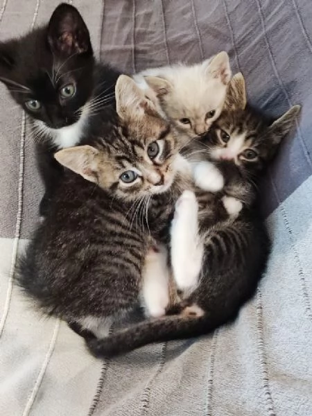 Bellissimi micetti  | Foto 4