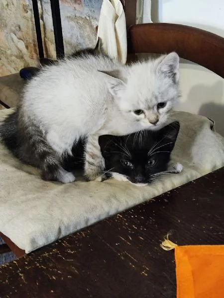 Bellissimi micetti  | Foto 3