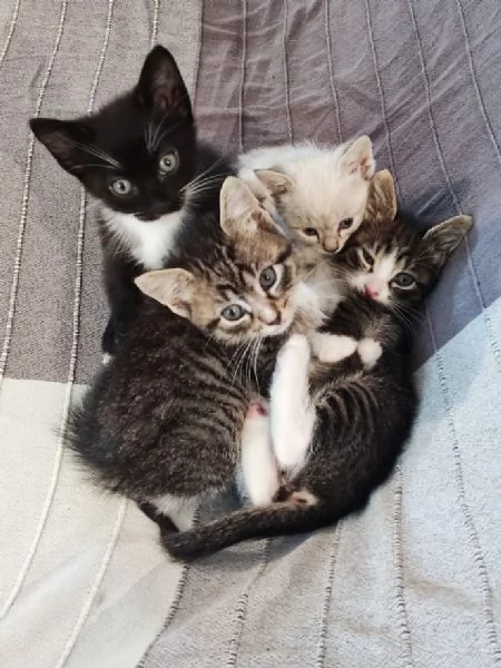 Bellissimi micetti 