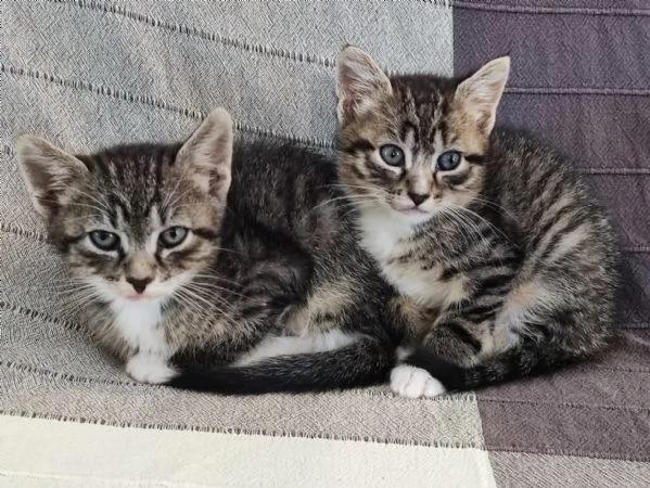 Bellissimi micetti  | Foto 0