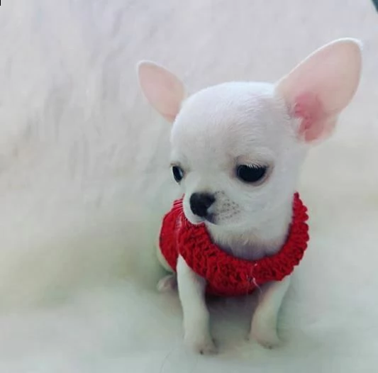 teneri cucciolini chihuahua mini sanissimi bellissimi e piccolissimi 