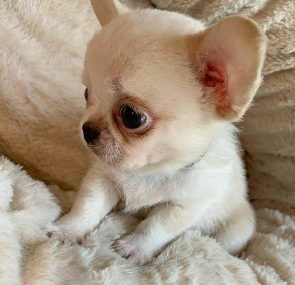 Regalo cucciolo Chihuahua da Privato a favolosi cuccioli