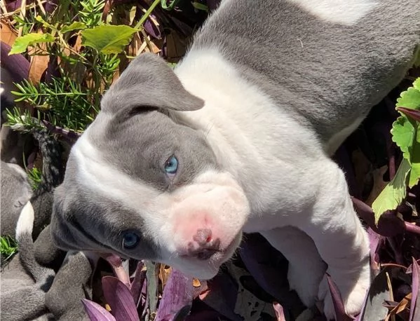 american pitbull terrier
