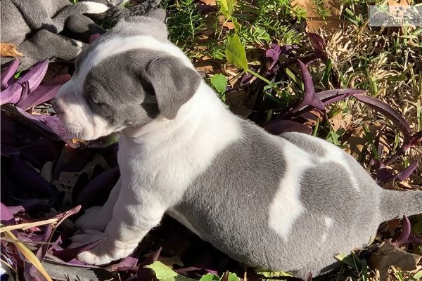 american pitbull terrier | Foto 0