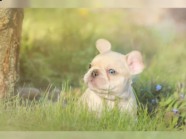 bulldog francesi lilla fawn  schoko con at tipo sportivo | Foto 4