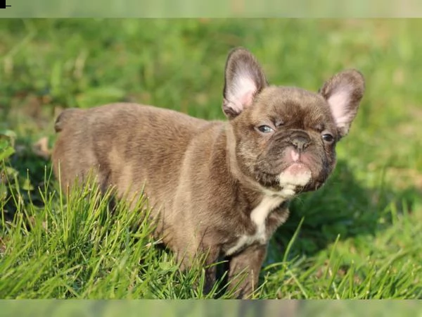 bulldog francesi lilla fawn  schoko con at tipo sportivo | Foto 3