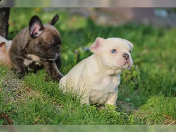 bulldog francesi lilla fawn  schoko con at tipo sportivo