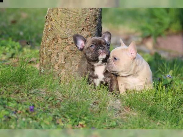 bulldog francesi lilla fawn  schoko con at tipo sportivo | Foto 1