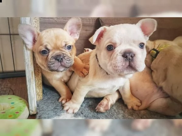 bulldog francesi lilla fawn  schoko con at tipo sportivo | Foto 0