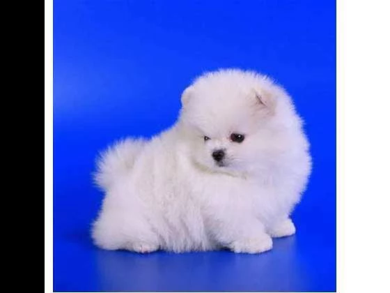 disponibili cuccioli di spitz pomerania nano vivacissimi e dolcissimi di 70 g