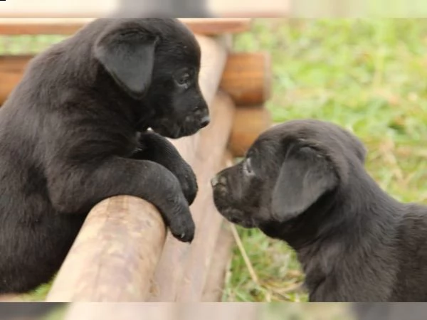 cuccioli di razza labrador retriever   | Foto 1