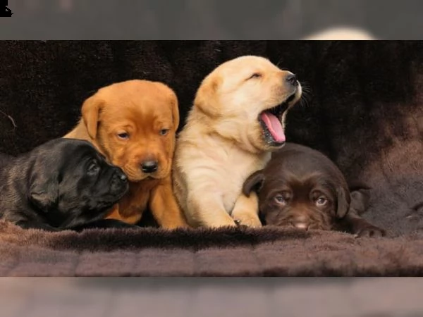 cuccioli di razza labrador retriever  
