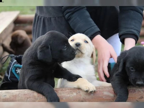 cuccioli di razza labrador retriever   | Foto 0