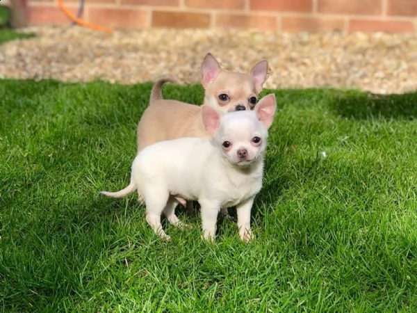 cuccioli chihuahua toy con pedigree