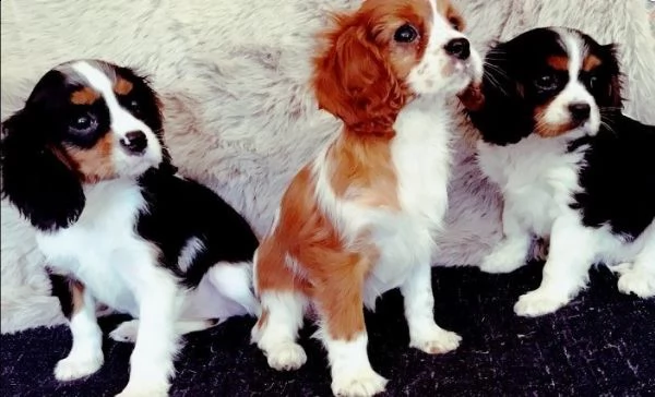 cavalier king charles spaniel