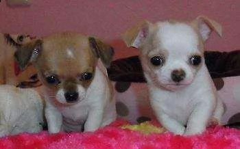 disponiamo cuccioli di pincher chiwawa toy teneri e sani di 2