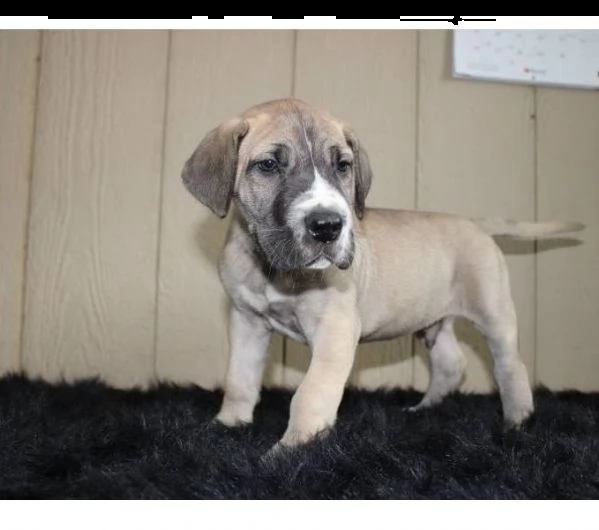 alano cuccioli disponibili subito