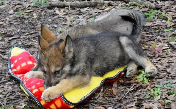 due cuccioli di cane lupo cecoslovacco