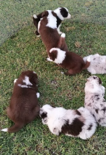border collie cuccioli colore red merle e bianco marrone 