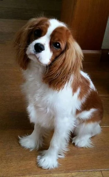 3 adorabili e affascinanti cuccioli cavalier king charles3 adorabili e affascinanti cuccioli cavalie